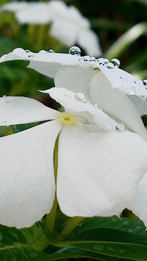 Ti Coin De Paradis Ylang Ylang Le Diamant Zewnętrze zdjęcie