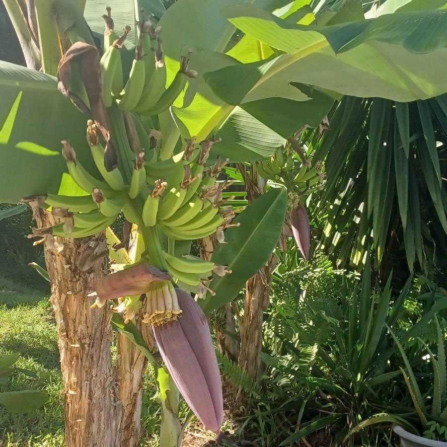 Ti Coin De Paradis Ylang Ylang Le Diamant Zewnętrze zdjęcie